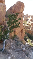 Tree on side of hill